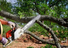 Best Tree Maintenance Programs  in Glen Lyon, PA